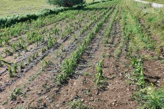 IMG-035c7eb7be4aa0b15fae621ad03ff39e-V