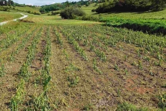 IMG-355598b103f627bc43fe20ffcc9c8c5b-V